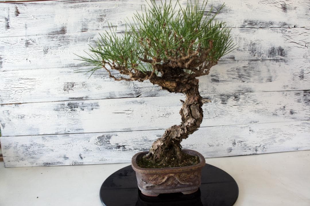 盆栽 『黒松』 インテリア 園芸 観葉植物 ガーデニング 送料無料 b029