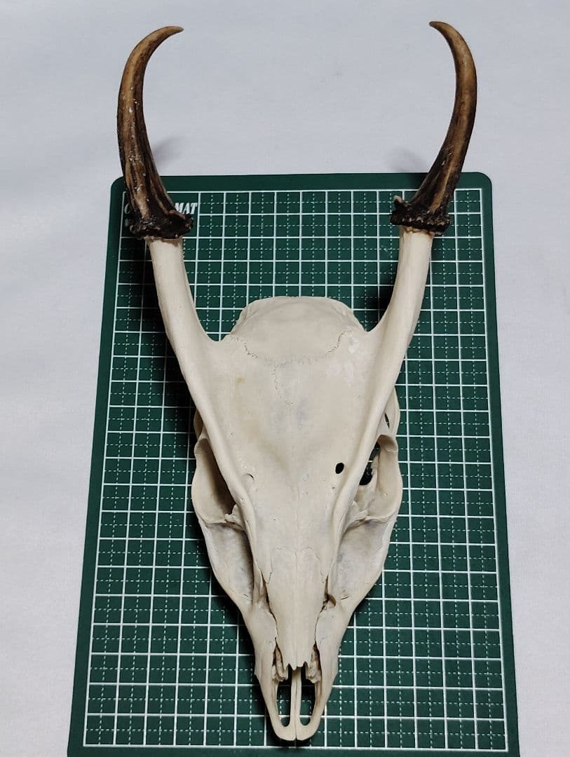 キョン(Muntiacus reevesi)　頭骨　オスメスセット