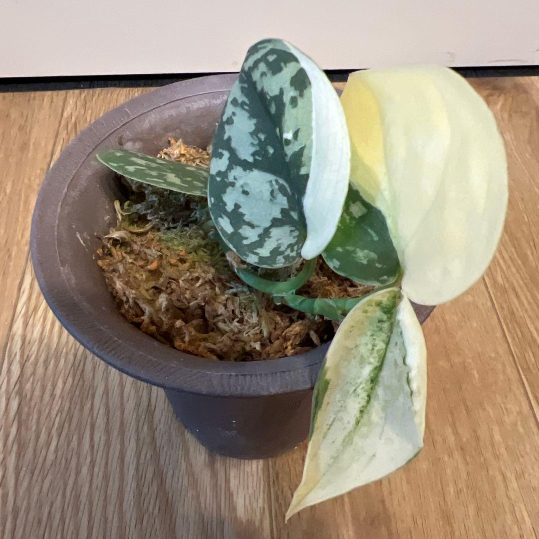 【斑入り】スキンダプサス ジェイドサテン　一株