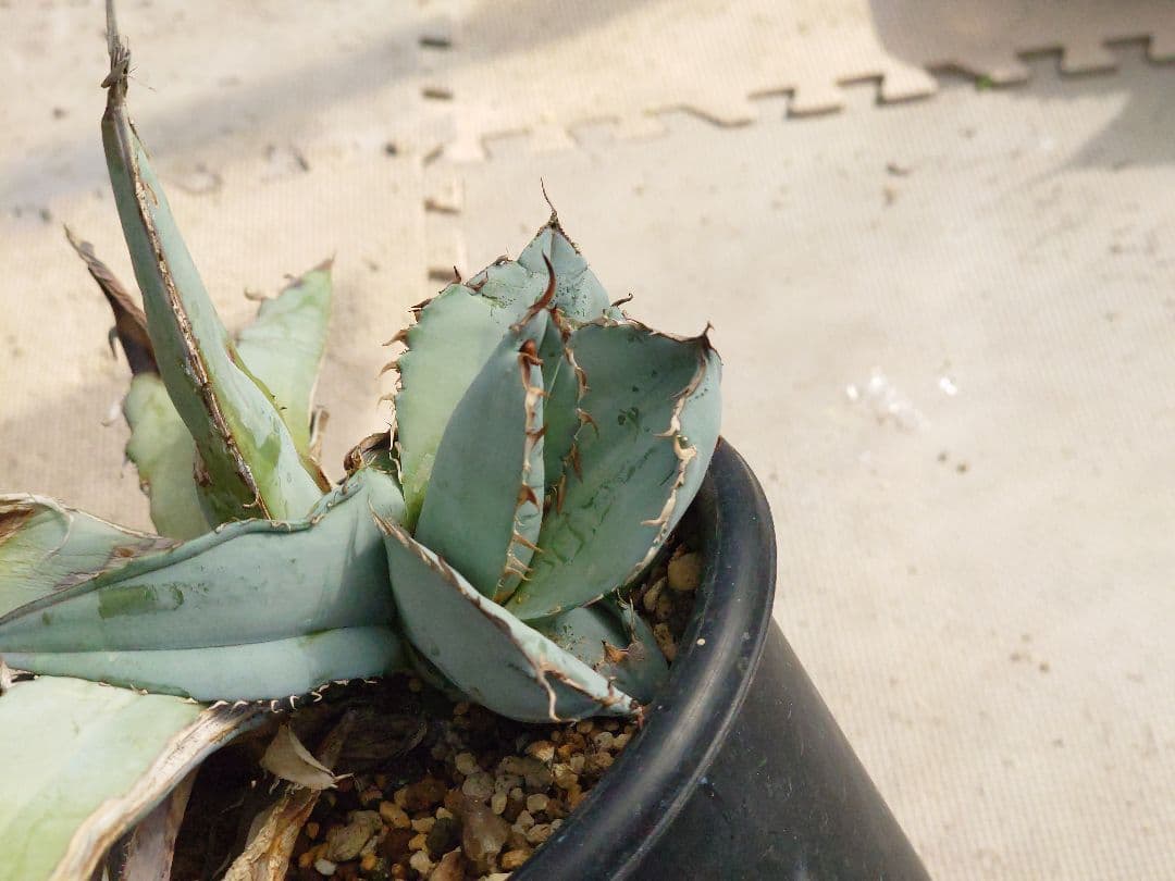 ホワイトアイス　裏トゲ　斑入り