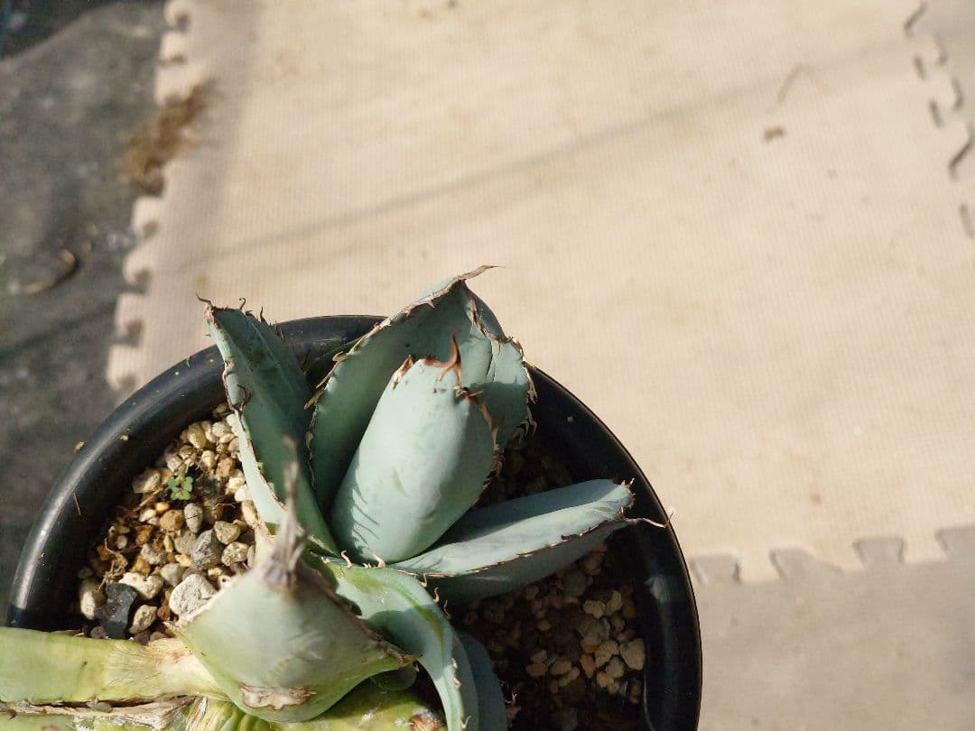 ホワイトアイス　裏トゲ　斑入り