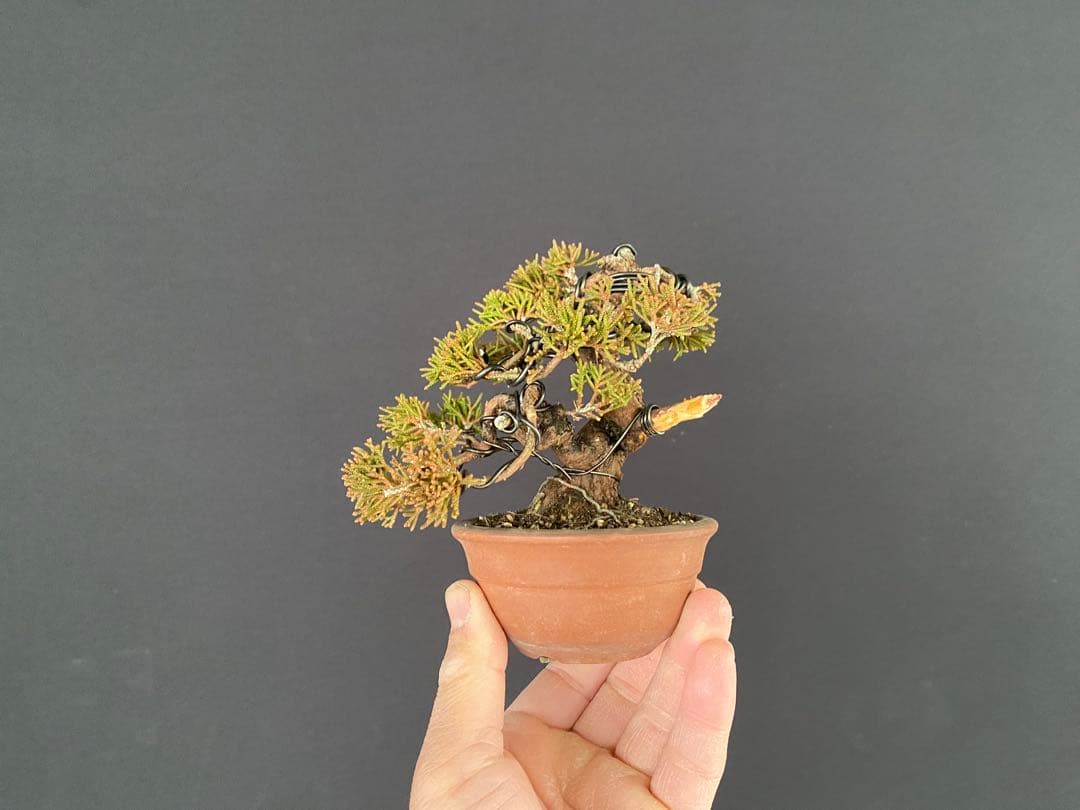 白木盆栽園　ミニ盆栽　糸魚川真柏　樹高9センチ　盆栽黒松赤松五葉松真柏観葉植物