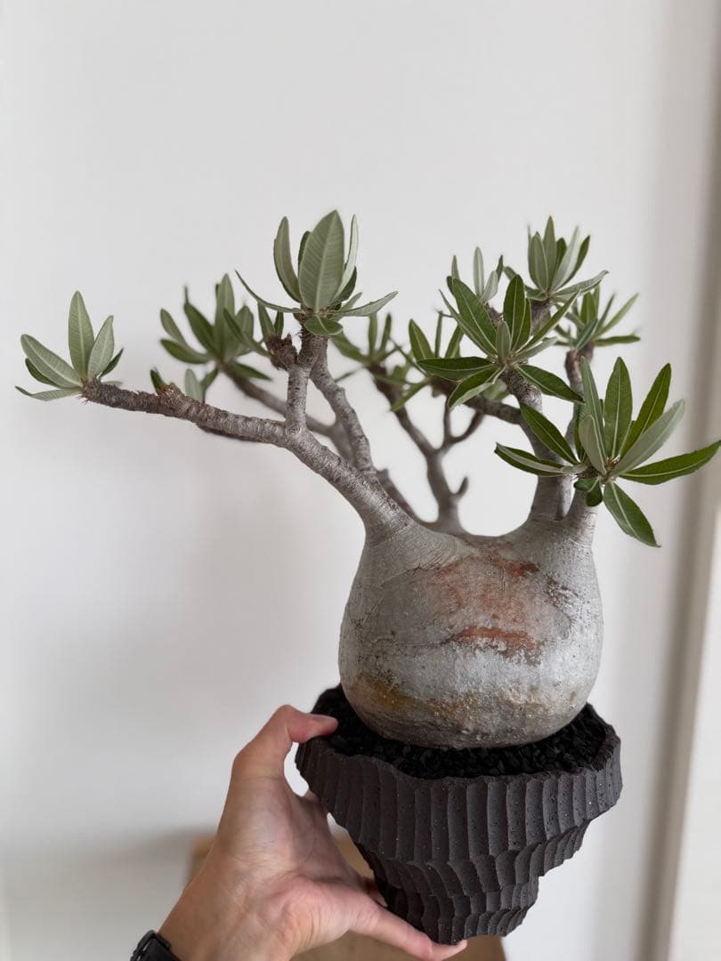 パキポディウム グラキリス 良型 大株 現地球 発根済み