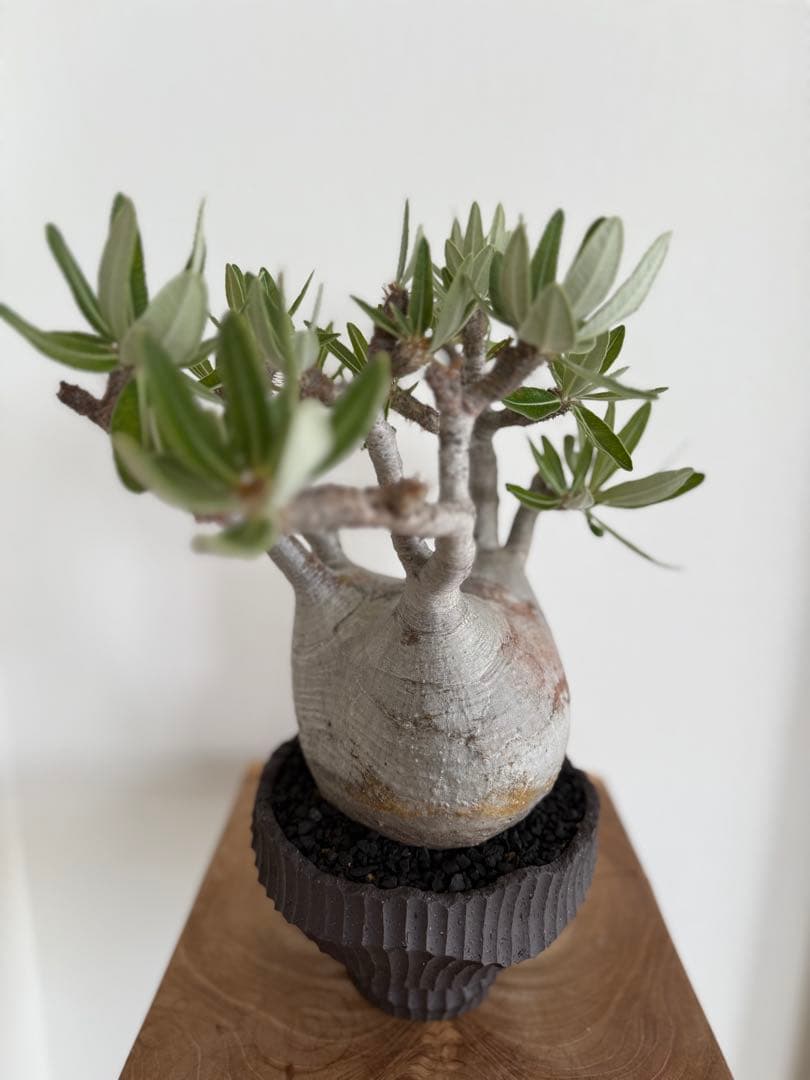 パキポディウム グラキリス 良型 大株 現地球 発根済み