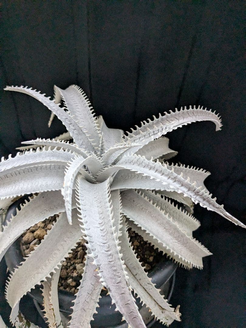 Dyckia ディッキア　  Shark スノーシャーク Q