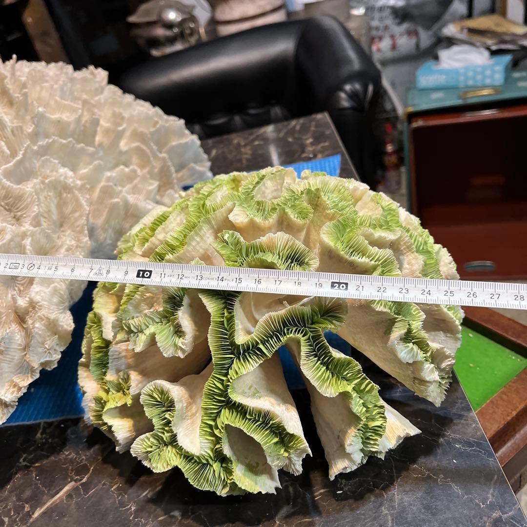 超特大珊瑚礁、直径66センチ、ナガレハナサンゴ、飾りサンゴ、海水魚、白化珊瑚