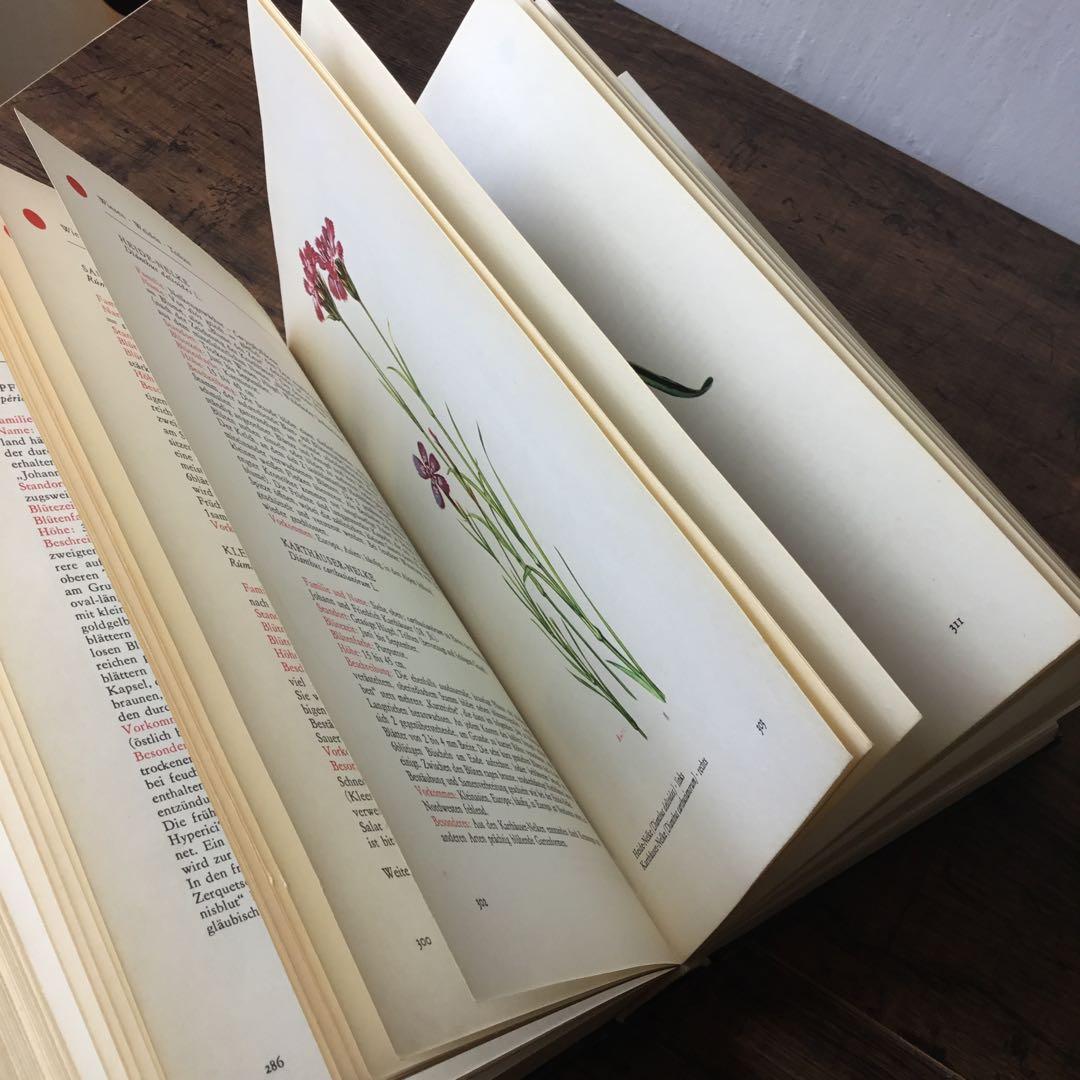 洋書　植物図鑑　ドイツ　花　BLUMEN IN WALD UND FLUR