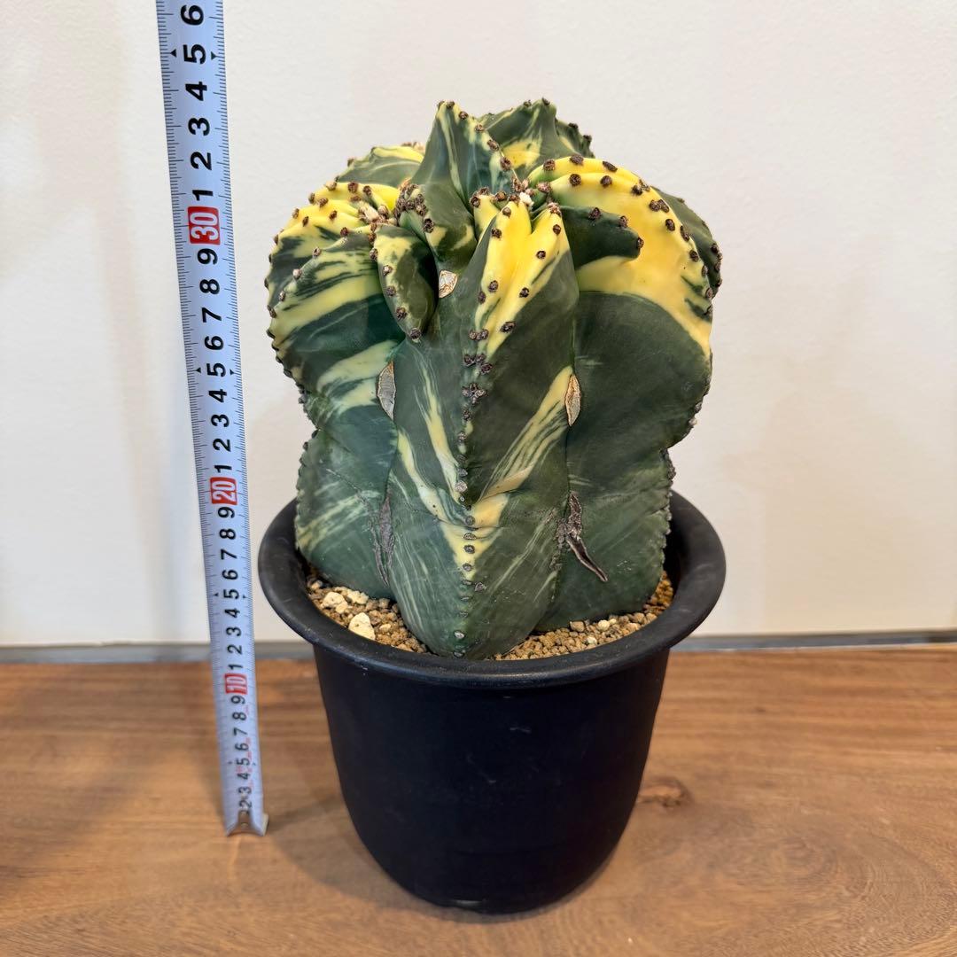 【美株】アストロフィツム碧瑠璃鸞鳳錦 モンスト国内実生 塊根植物 サボテン