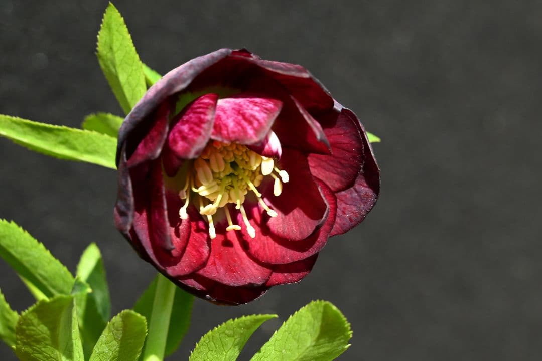 クリスマスローズ　認定！グロッシーカラー　グロスディープ紅白交配　加藤農園