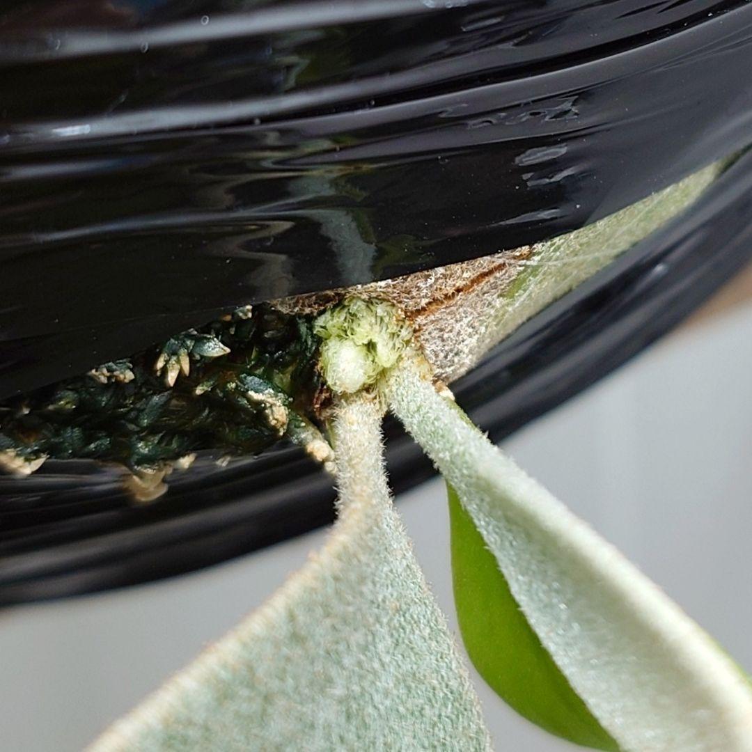 【ごりら】ビカクシダ White House 子株 株分け