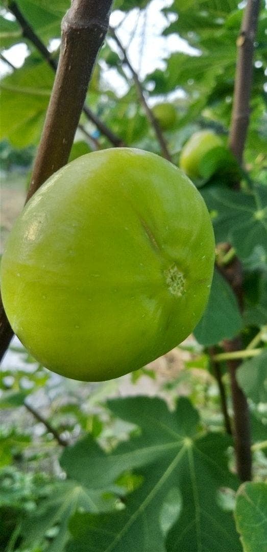 アボカド　いちじくなどの穂木　注文確認用