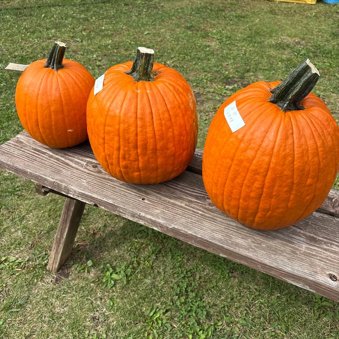 【あかなまこ】ハロウィンかぼちゃ　本物