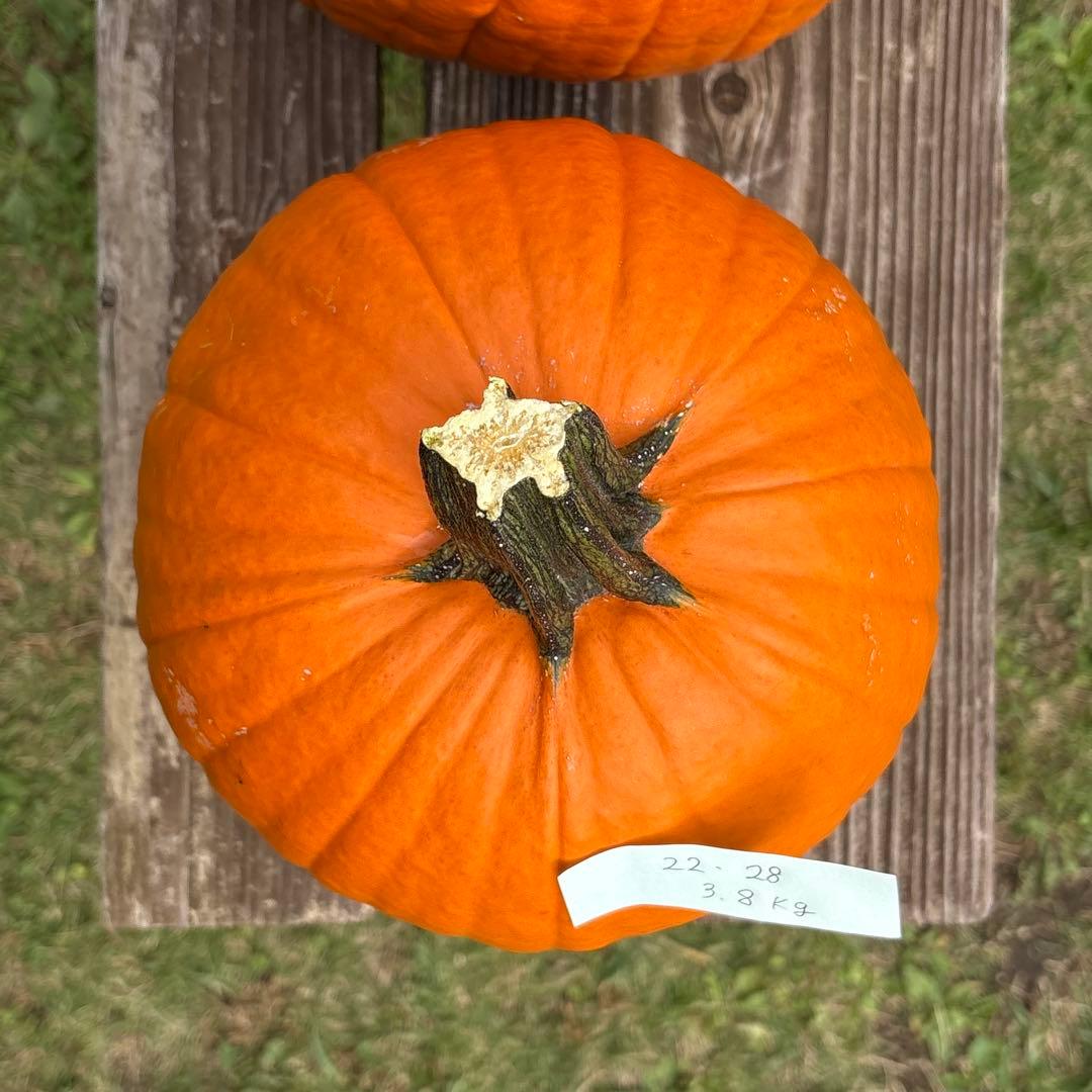 【あかなまこ】ハロウィンかぼちゃ　本物