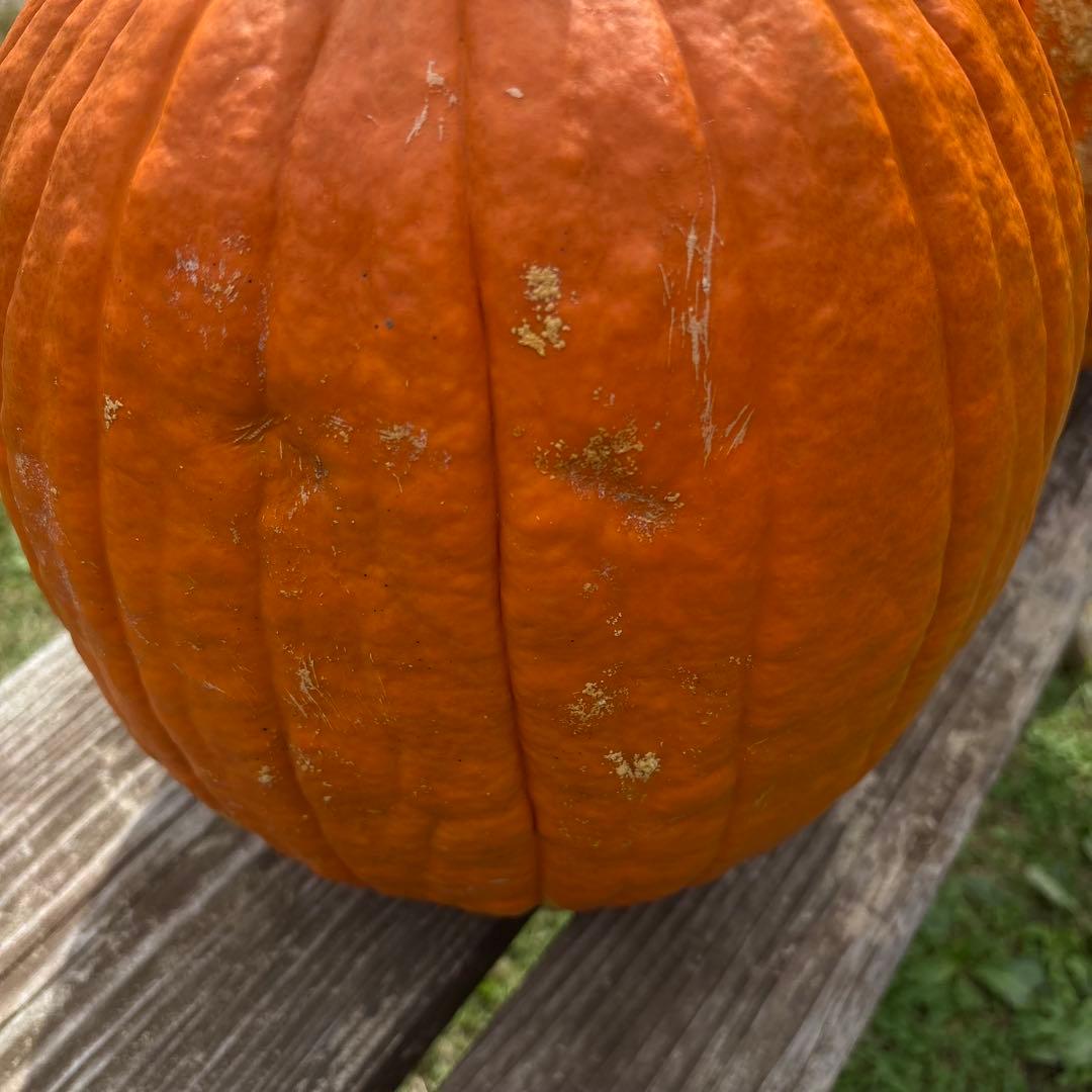 【あかなまこ】ハロウィンかぼちゃ　本物