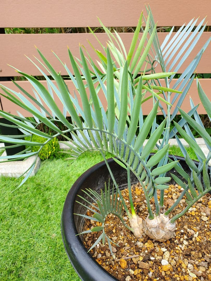 エンセ ファラルトス トリスピノーサス ダブルヘッド