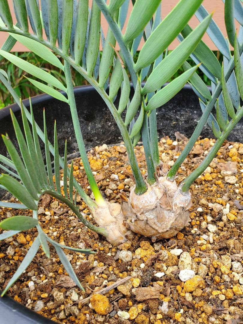 エンセ ファラルトス トリスピノーサス ダブルヘッド