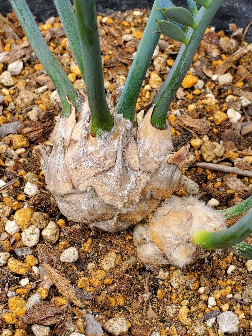 エンセ ファラルトス トリスピノーサス ダブルヘッド