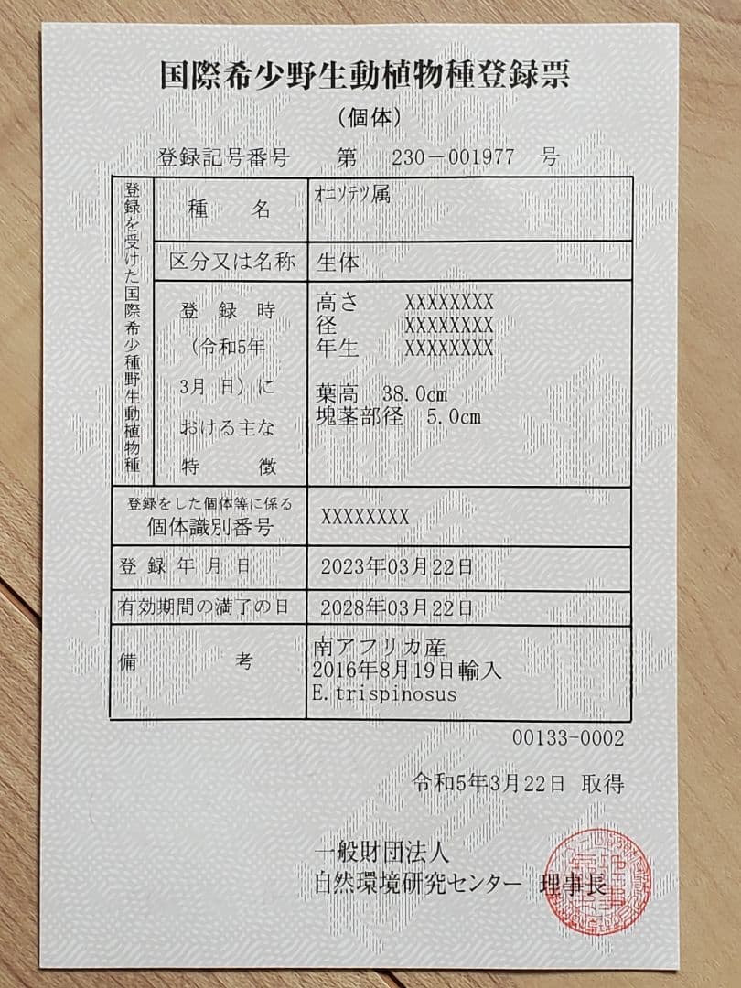 エンセ ファラルトス トリスピノーサス ダブルヘッド