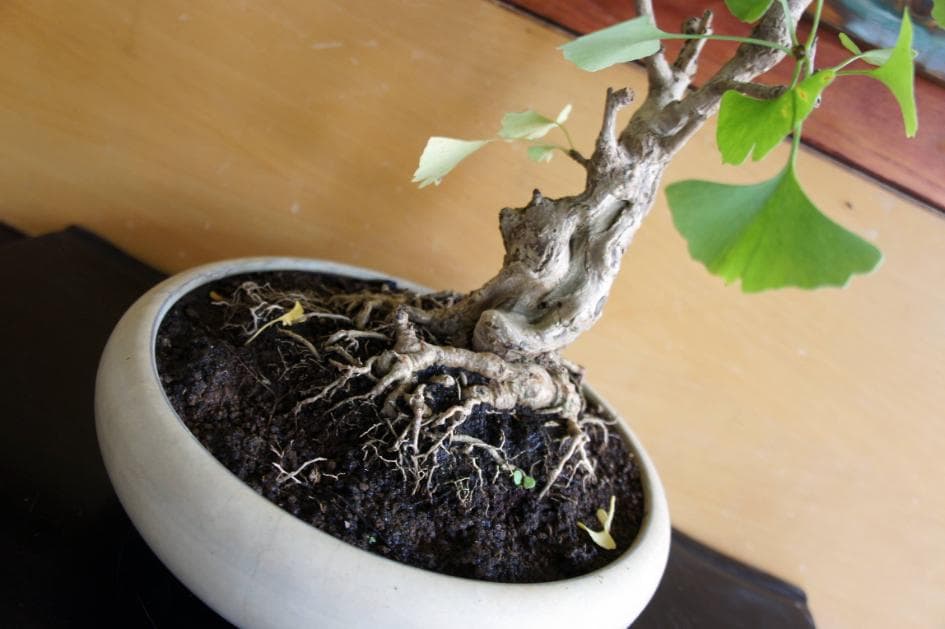 盆栽 『イチョウ』 紅葉 インテリア 観葉植物 ガーデニング 送料無料 b185