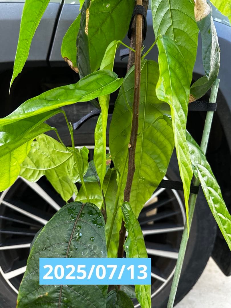 1.5mサイズ特大カカオの木 フォラステロ種