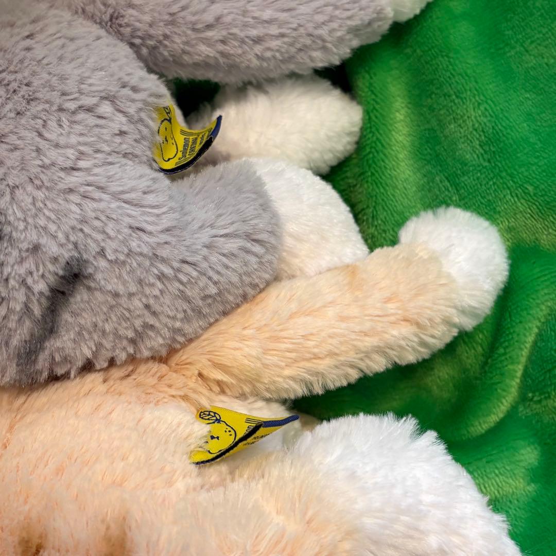 サンレモン　ひざねこ　スコティッシュフォールド