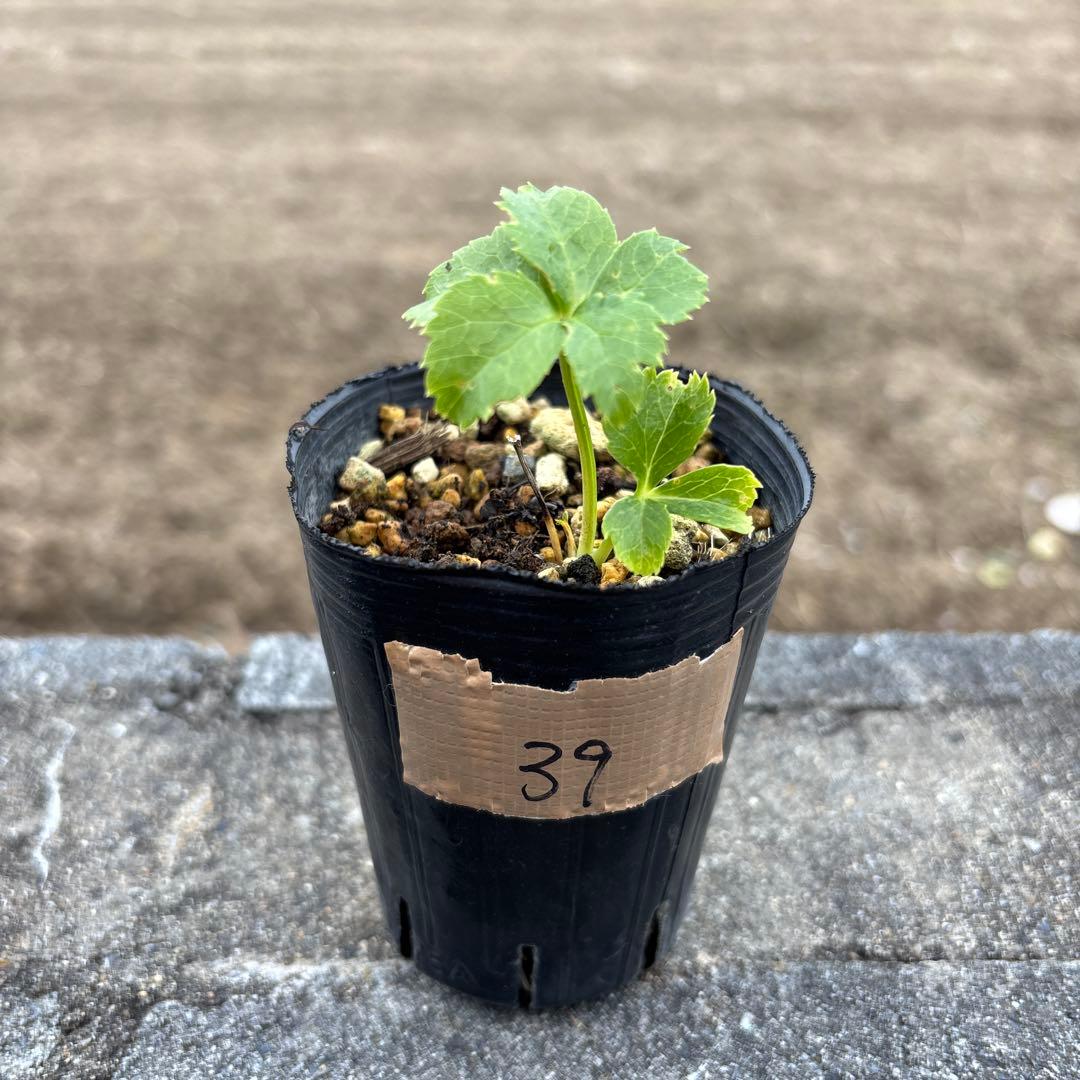 ストライプオーレア★クリスマスローズ苗