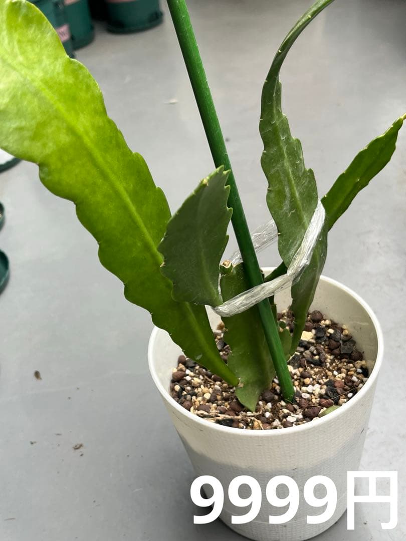 メル85316様　取り置き