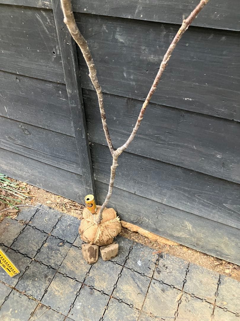 11 山採り　ヤマザクラ