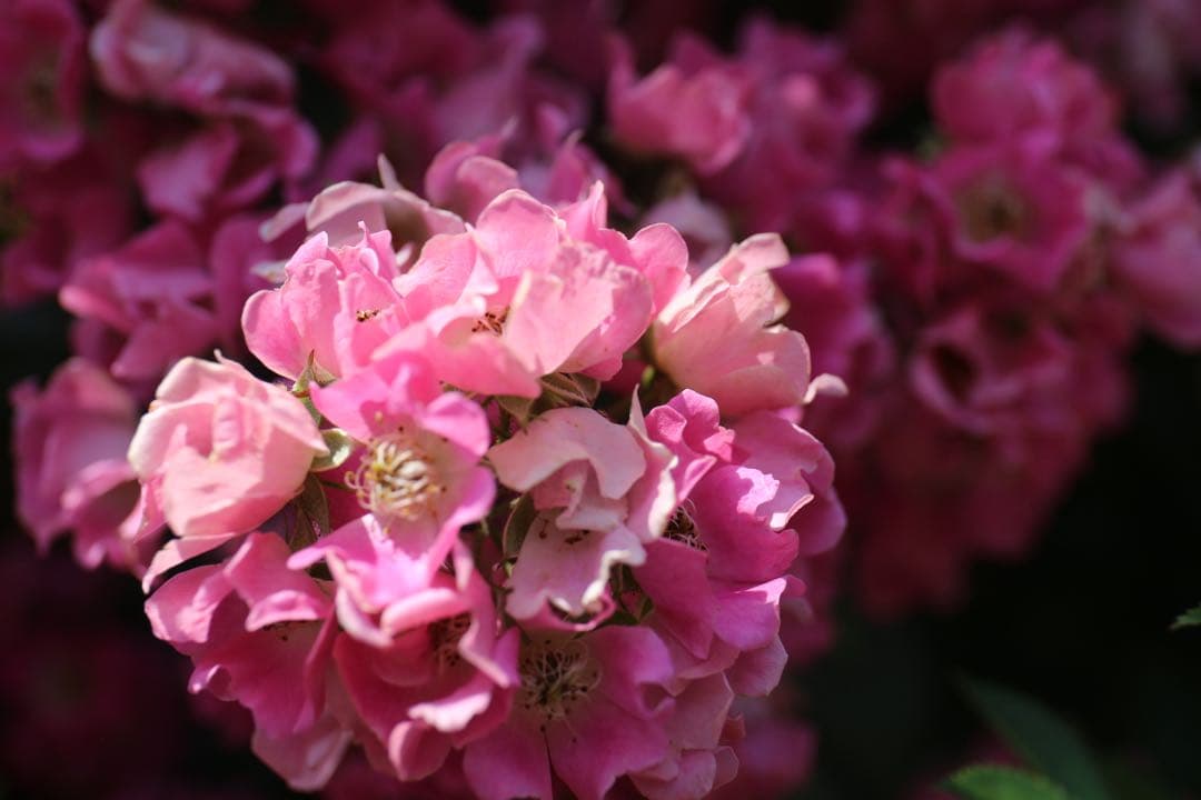 サ*ー様 Canon 24-70mm f/4L IS USM レンズ　中古