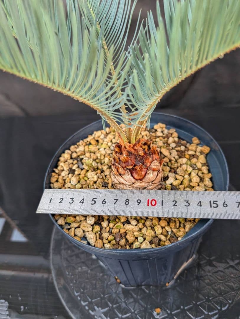 決算創業祭 お買い得 サイカスカイルンシアナ スーパーブルー ドワーフ 過去最安