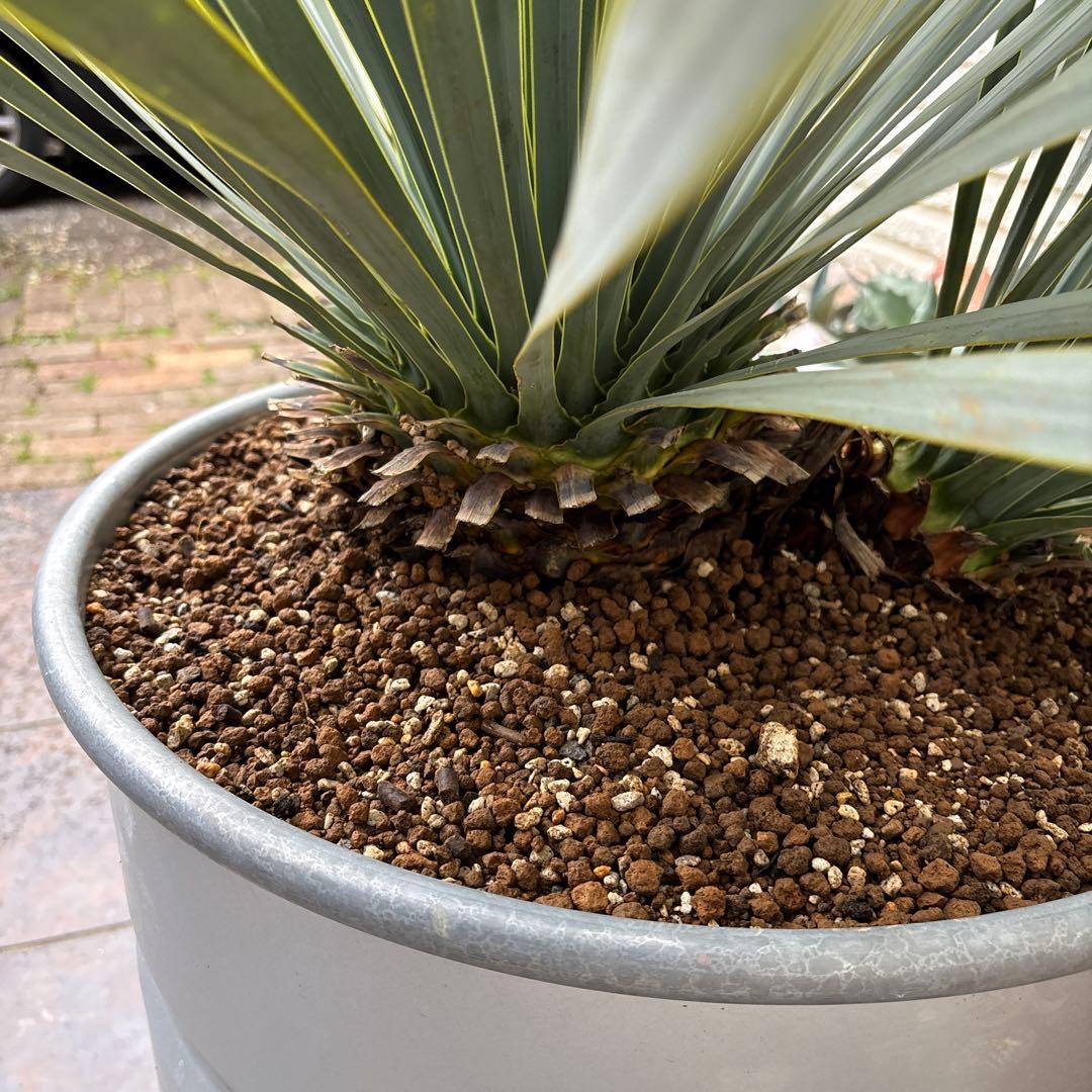 ユッカ ロストラータ幹太　希少なダブルヘッド　シルバーブルー大株　ブルーサンダー