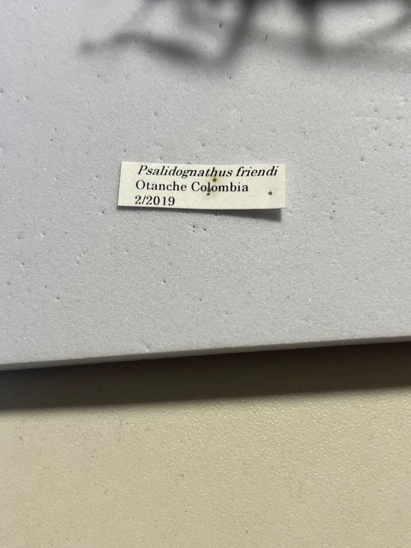 【極美GREEN】ルリオニカミキリ ムラサキオニノコギリカミキリ 昆虫標本