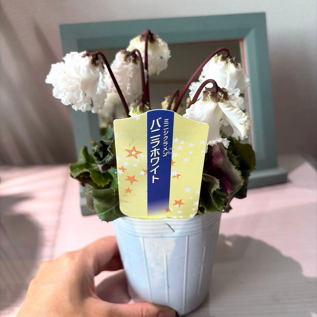 【レア】ミニシクラメン　バニラホワイト《12/20》ガーデンシクラメン