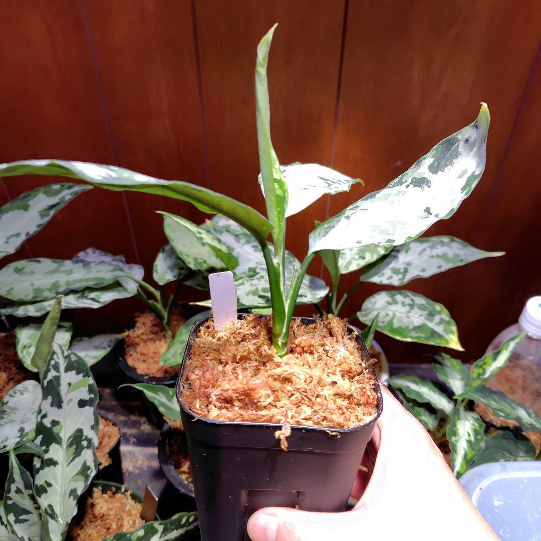 柳緑花紅　Aglaonema pictum