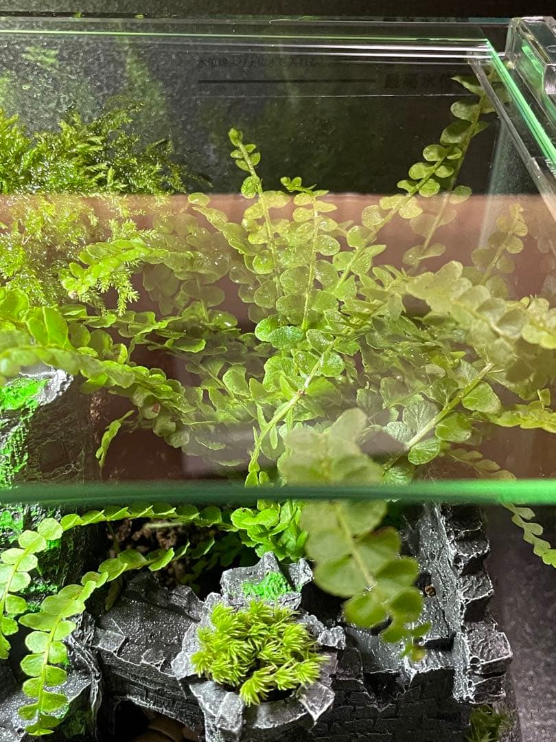 苔テラリウム　①