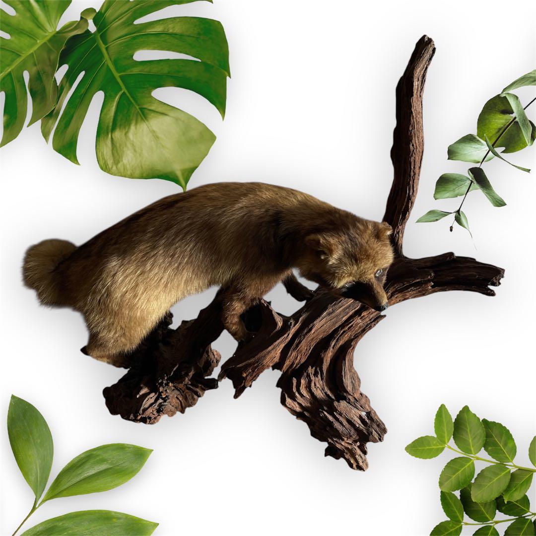 『美品』タヌキ剥製 木製　流木台座付き