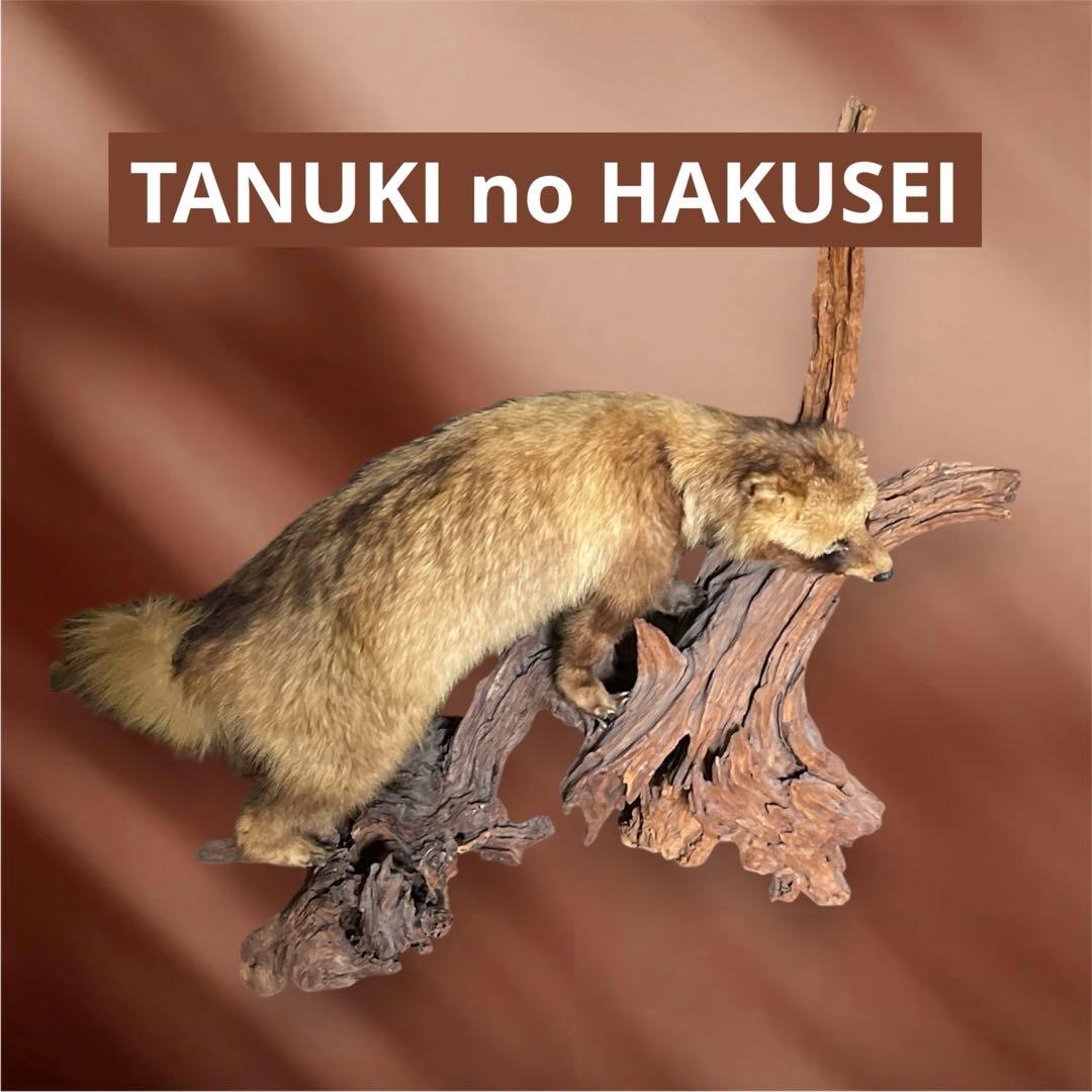 『美品』タヌキ剥製 木製　流木台座付き