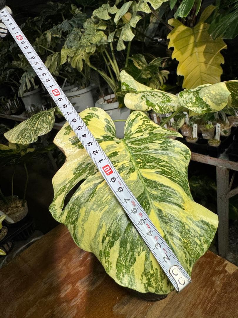 真・ホワイトスノー（白雪）モンステラ タイコンステレーション