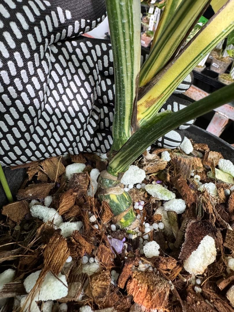 真・ホワイトスノー（白雪）モンステラ タイコンステレーション