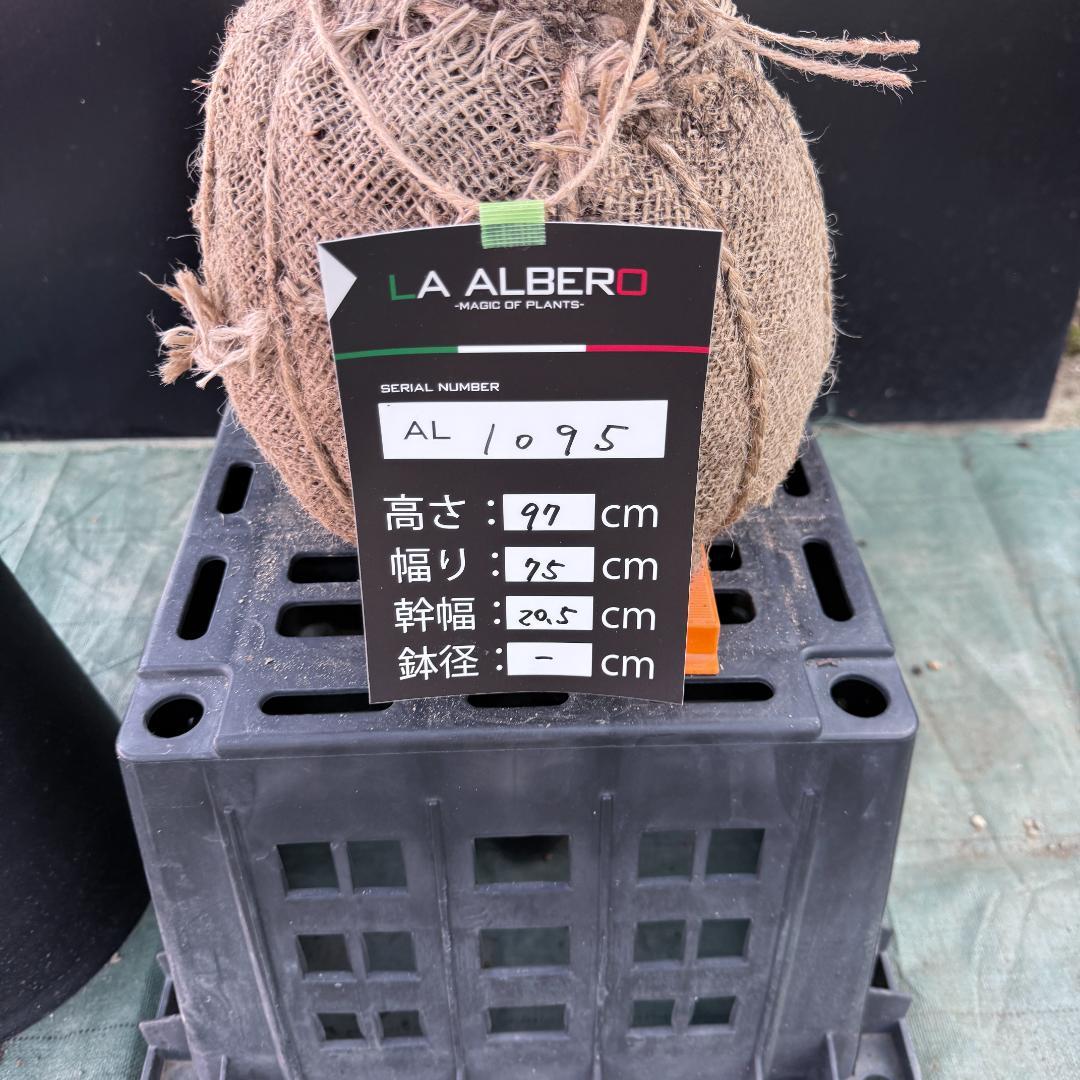 【AL1095】ユッカ　ロストラータ