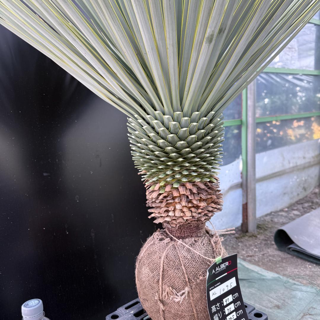 【AL1095】ユッカ　ロストラータ