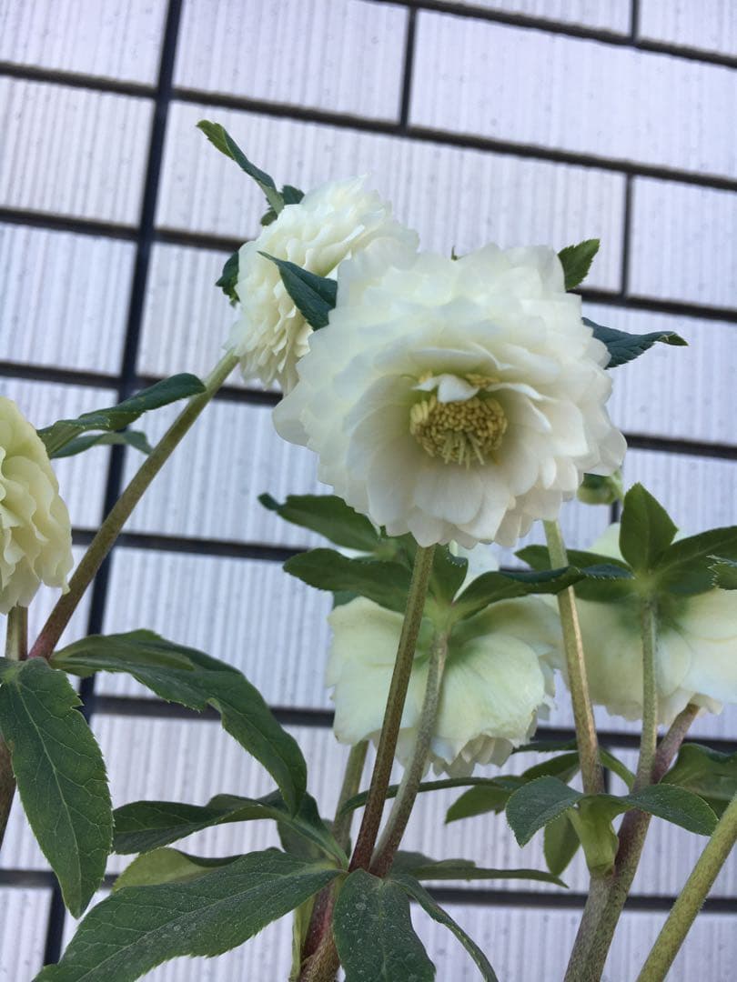 認定株ホワイトアフロディーテ　クリスマスローズ 加藤農園　成熟株　札つき