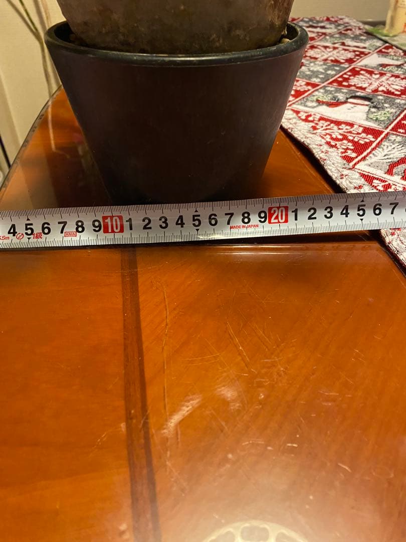 グラキリス 大 重量級 現地球