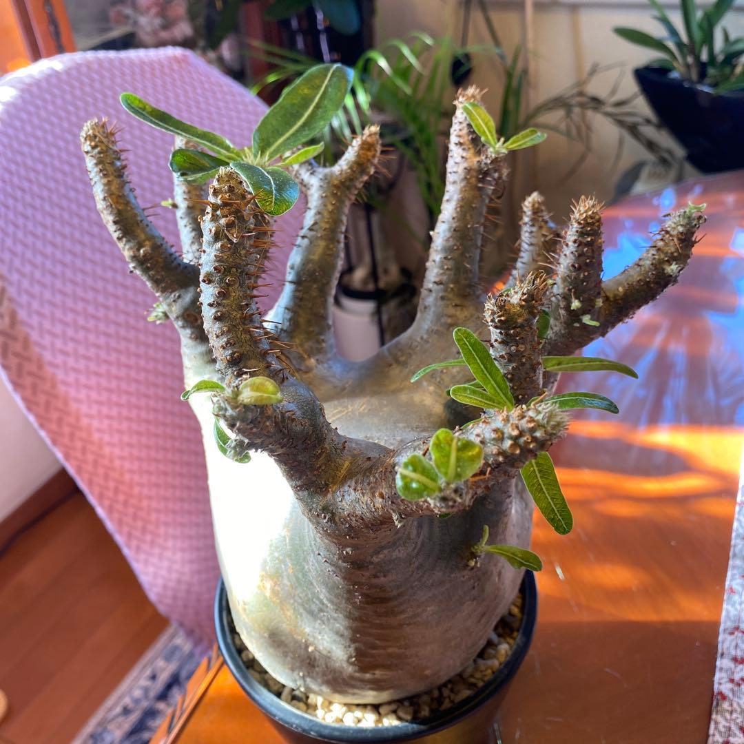 グラキリス 大 重量級 現地球