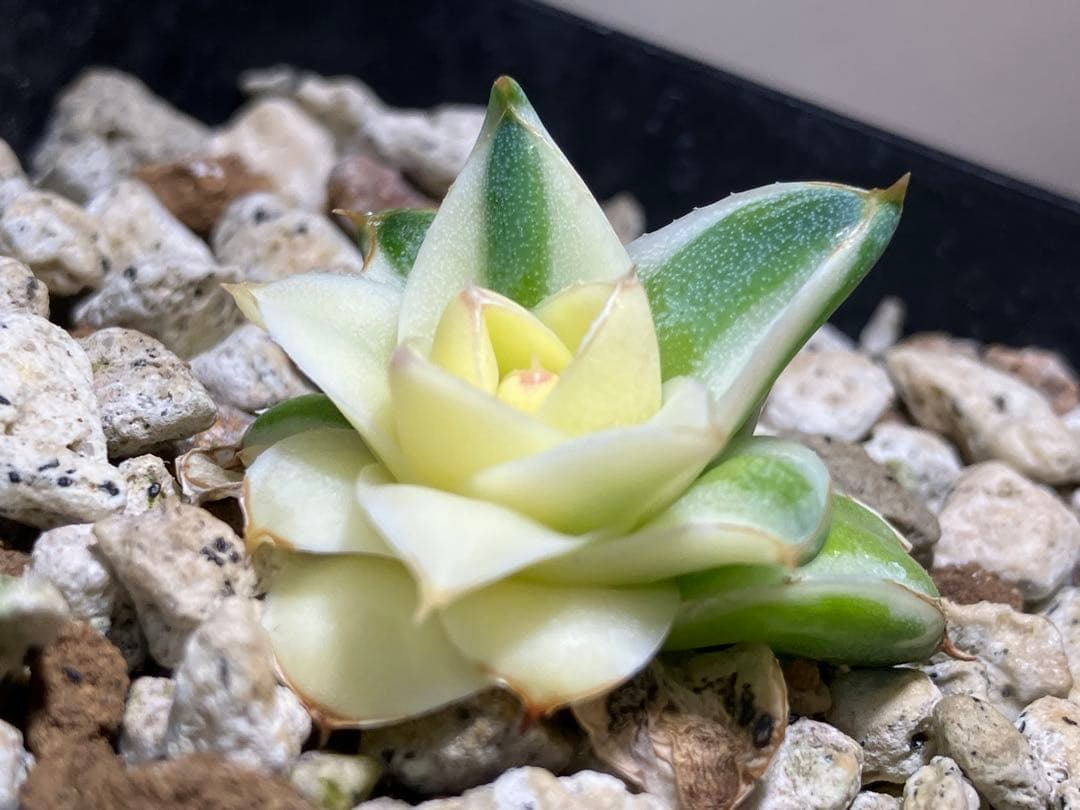 彪*丸様 【初売りオークション】74 アガベ　王妃笹の雪A型　ピンキー　変わり斑