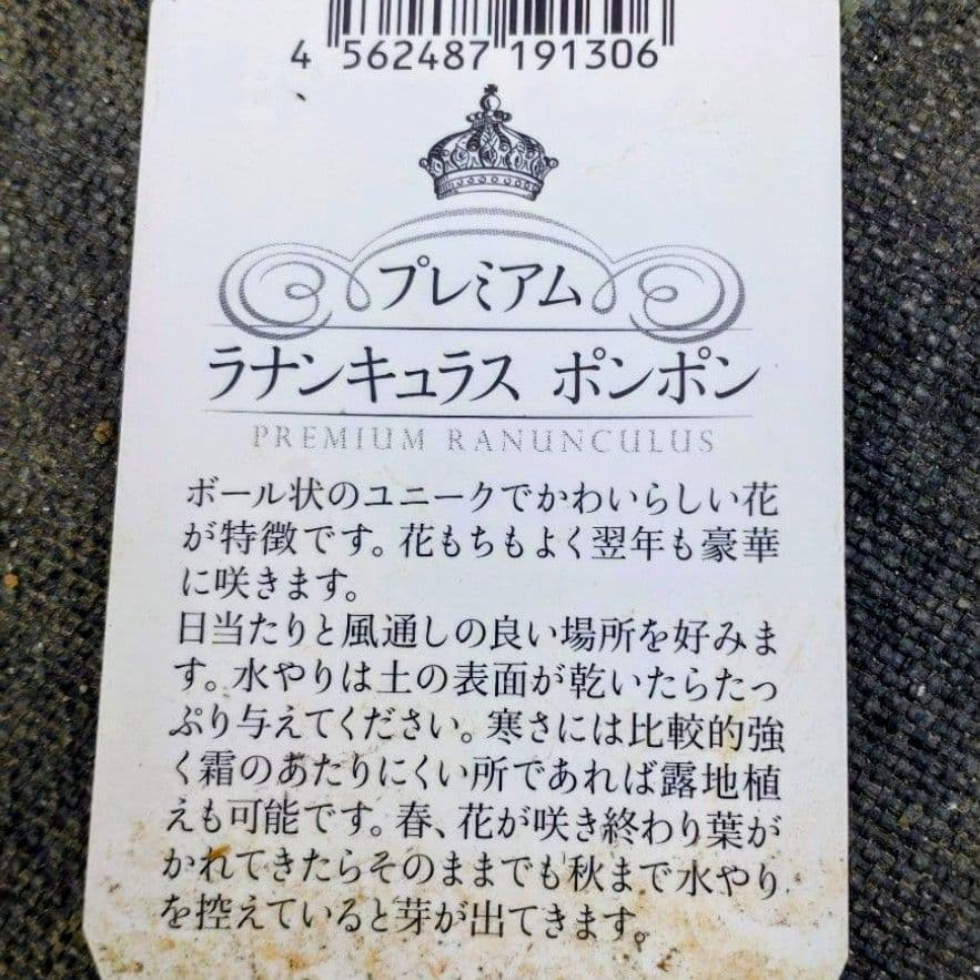 透け感ピンク ラナンキュラス 大苗 ポンポン『ハーマイオニー』１鉢　のまま発送♪