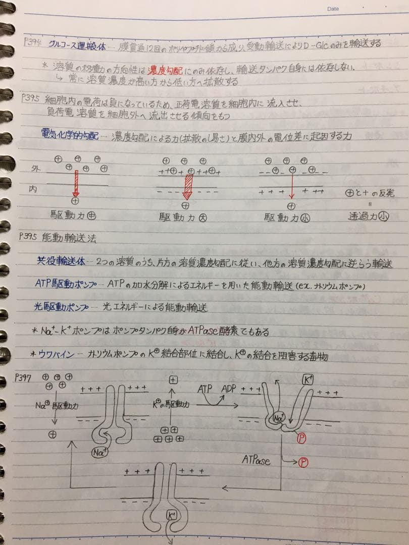 医療系学科定期試験、国家試験対策まとめノート【生物系セット】