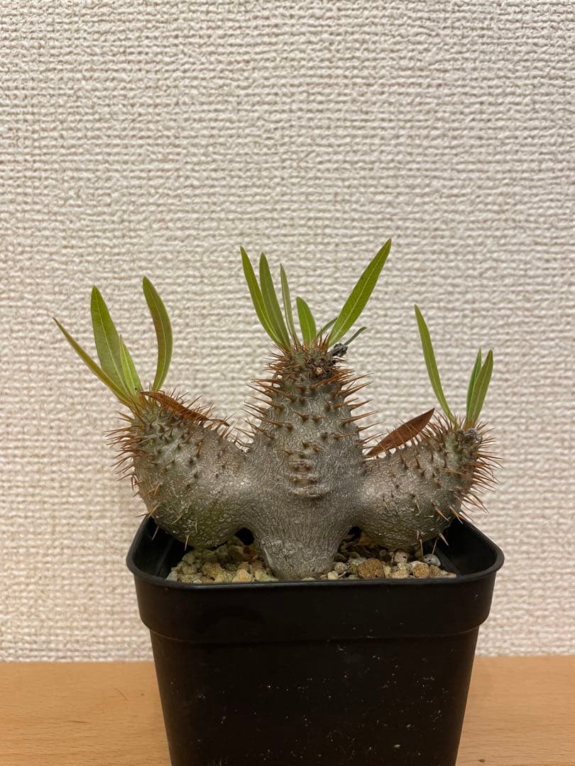 パキポディウム グラキリス　実生