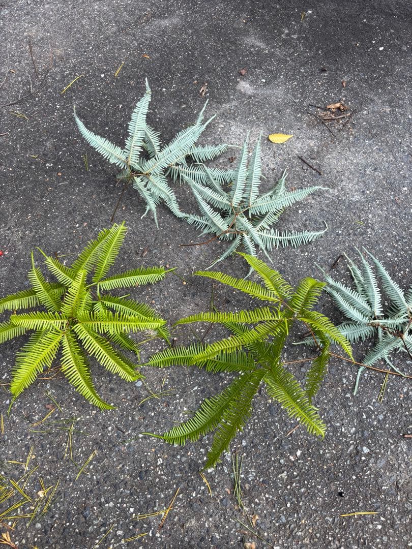 ヤマシダ　250枚 エディブルフラワー　飾り葉　生花