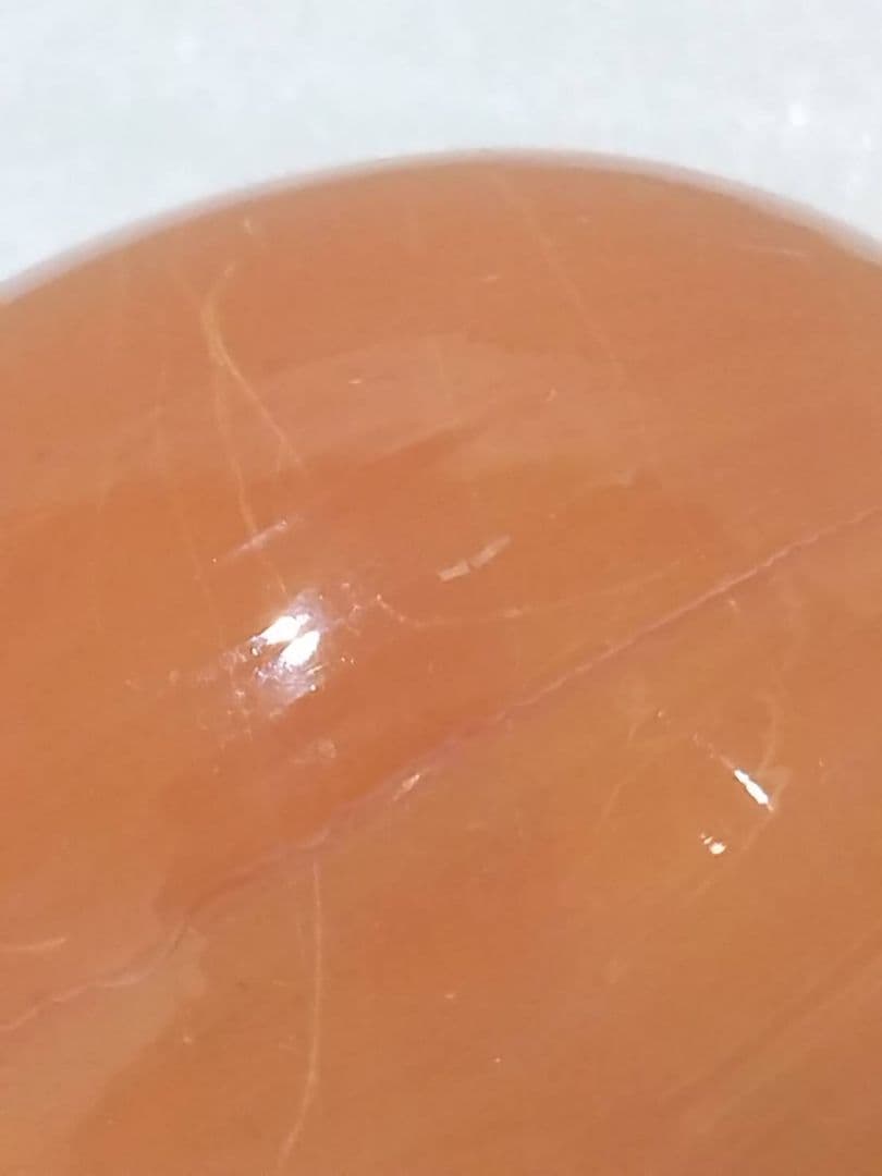 貝殻 ナンヨウダカラ(タカラガイ科)